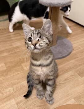 Dolly -  Domestic Short Hair Cat for Adoption in Hammond, Louisiana - Dolly | PetCurious