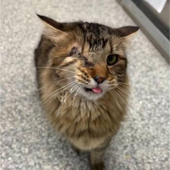 Domestic Long Hair Cats Available for Adoption in Buffalo, Minnesota - Keanu *Meet At Eagan Petsmart* | PetCurious