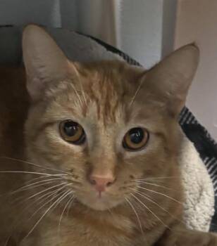 Simba -  Domestic Short Hair Cat for Adoption in Sault Ste. Marie, Michigan - Simba | PetCurious
