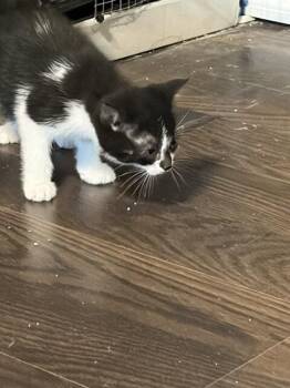Felix -  Domestic Short Hair Cat for Adoption - Felix | PetCurious