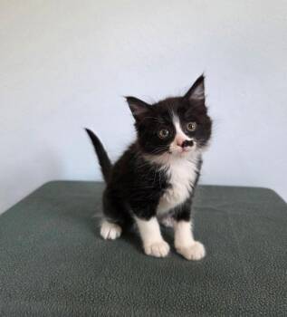 Tuxedo and Domestic Medium Hair Cats Available for Adoption in High Ridge, Missouri - Twinkle  | PetCurious