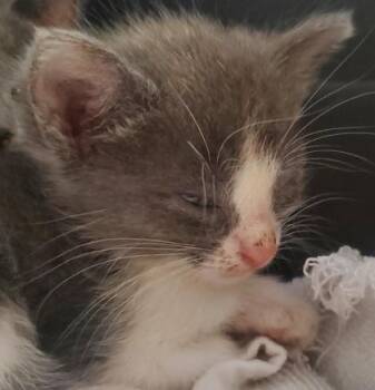 Lollipop -  Domestic Long Hair and Domestic Short Hair Cat for Adoption in Kansas City, Missouri - Lollipop | PetCurious