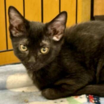 Pumpkin Bread -  American Shorthair Cat Available for Adoption in NEW PT RICHEY, Florida - Pumpkin Bread | PetCurious