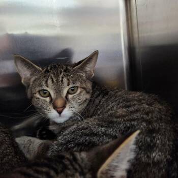Gracie -  Domestic Short Hair Cat for Adoption in Walker, Michigan - Gracie | PetCurious