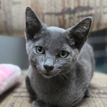 Rescue Domestic Short Hair Cats for Adoption in Vallejo, California - Conrad | PetCurious