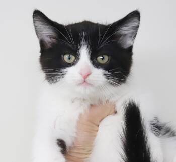 British Shorthair and Tuxedo Cats Available for Adoption in Bedford Hills, New York - Marley And Max - Bonded SUPER Cuties - EXOTIC And WOW | PetCurious