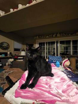 Lefty -  Domestic Short Hair Cat for Adoption in Fort Collins, Colorado - Lefty | PetCurious