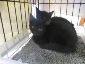 Domestic Short Hair Cats Available for Adoption in Ocala, Florida - A382160 | PetCurious