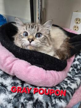 Gray Poupon -  Domestic Short Hair Cat for Adoption in Rome, Georgia - Gray Poupon | PetCurious