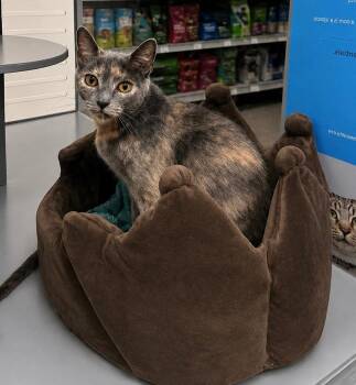 Saffi -  Domestic Short Hair Cat for Adoption in Fort Lupton, Colorado - Saffi | PetCurious