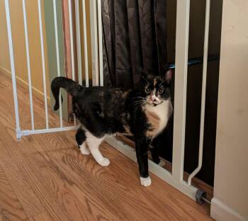 Domestic Short Hair Cats Available for Adoption in South Pasadena, California - Blossom | PetCurious