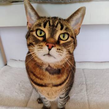 Domestic Short Hair Cats Available for Adoption - Molly | PetCurious