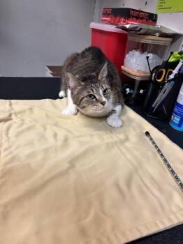 Domestic Short Hair Cats Available for Adoption - Jay Jay | PetCurious