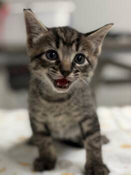 Domestic Short Hair Cats Available for Adoption in Lockhart, Texas - Purrince | PetCurious