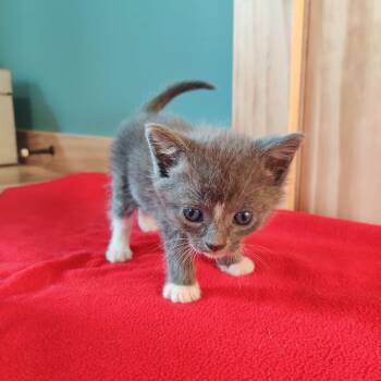 Domestic Short Hair Cats Available for Adoption in Durham, North Carolina - Spruce | PetCurious