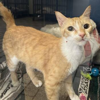 Domestic Short Hair Cats Available for Adoption in Tulsa, Oklahoma - Bugs | PetCurious