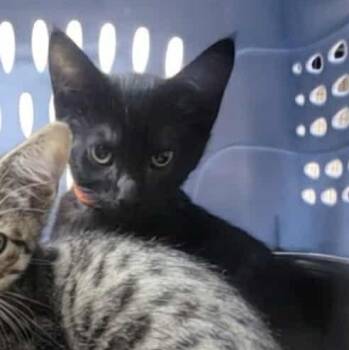 Rescue Domestic Short Hair Cats for Adoption in Antioch, California - ALEX - FFPR | PetCurious