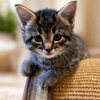 FERN -  Domestic Medium Hair Cat for Adoption in Cranston, Rhode Island - FERN | PetCurious