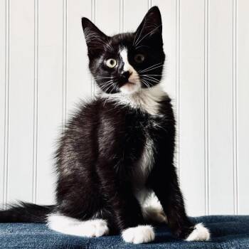 Smidgen -  Domestic Medium Hair Cat for Adoption in Cincinnati, Ohio - Smidgen | PetCurious