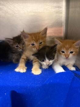 26-1308C -  Domestic Short Hair Cat for Adoption in Sorrento, Louisiana - 26-1308C | PetCurious