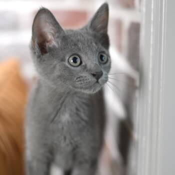 Rescue Domestic Short Hair Cats for Adoption in Conroe, Texas - Nozzle (Firehouse Litter) | PetCurious