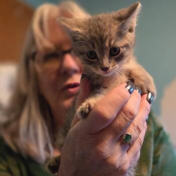 Raleigh -  Domestic Short Hair Cat for Adoption in Wichita, Kansas - Raleigh | PetCurious