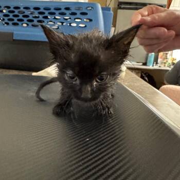 Golbat -  Domestic Medium Hair Cat for Adoption in Eureka Springs, Arkansas - Golbat | PetCurious
