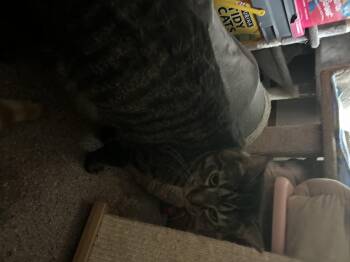 Rescue Domestic Short Hair Cats for Adoption in Parma Heights, Ohio - Falafel | PetCurious