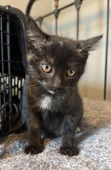 Tortoiseshell Cats Available for Adoption - Papaya * | PetCurious