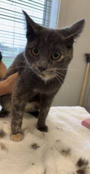 Lilac -  Domestic Short Hair Cat for Adoption in Lafayette, Indiana - Lilac | PetCurious
