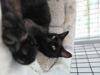 Zeela -  Domestic Short Hair Cat for Adoption in Littleton, New Hampshire - Zeela | PetCurious