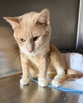 Domestic Short Hair Cats Available for Adoption in Zimmerman, Minnesota - Bobby | PetCurious