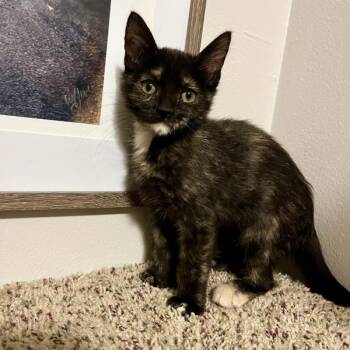 Fig -  Domestic Short Hair Cat for Adoption in Des Moines, Iowa - Fig | PetCurious