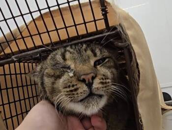 Domestic Short Hair Cats Available for Adoption in Fort Lauderdale, Florida - GARSON | PetCurious