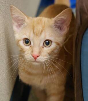 Thorn -  Domestic Short Hair Cat for Adoption in Verona, Wisconsin - Thorn | PetCurious
