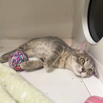Celsius -  Domestic Short Hair Cat for Adoption in Champaign, Illinois - Celsius | PetCurious