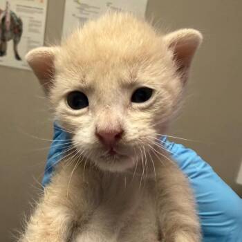 Domestic Short Hair Cats Available for Adoption in Yuma, Arizona - Jefferson | PetCurious