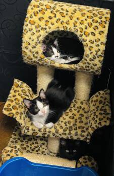 Kittens -  Domestic Short Hair Cat for Adoption in Council Bluffs, Iowa - Kittens | PetCurious