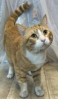 Rescue Domestic Short Hair Cats for Adoption in Shreveport, Louisiana - Miso | PetCurious