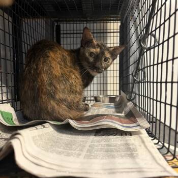 TUSC-Wildlife-85867 -  Domestic Short Hair Cat for Adoption in Tuscaloosa, Alabama - TUSC-Wildlife-85867 | PetCurious