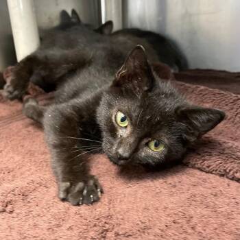 Spark Plug -  Domestic Short Hair Cat for Adoption in Roanoke, Virginia - Spark Plug | PetCurious