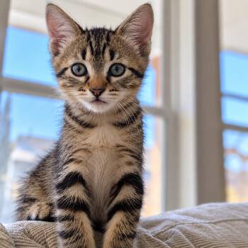 Windsor 28 -  Domestic Short Hair Cat for Adoption in Austin, Texas - Windsor 28 | PetCurious