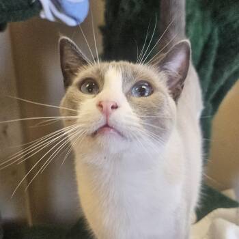 Gemstone -  Siamese Cat for Adoption in Villa Park, California - Gemstone | PetCurious