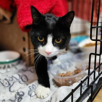 Soot -  Domestic Short Hair Cat for Adoption in Baltimore, Maryland - Soot | PetCurious