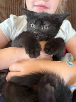 Fresno -  American Shorthair Cat for Adoption in Hagaman, New York - Fresno | PetCurious