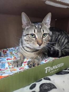 Domestic Short Hair Cats Available for Adoption in Westland, Michigan - Archer | PetCurious