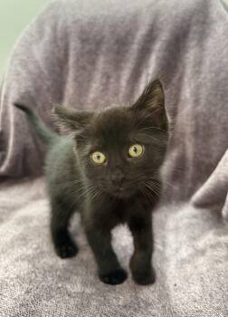Fig -Preadoption ONLY -  Domestic Short Hair Cat for Adoption in Chilliwack, British Columbia - Fig -Preadoption ONLY | PetCurious