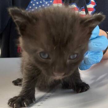 Luna -  Domestic Short Hair Cat for Adoption in Columbiana, Alabama - Luna | PetCurious