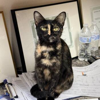 Mama Ru -  Tortoiseshell Cat for Adoption in Collierville, Tennessee - Mama Ru | PetCurious