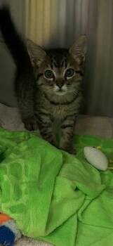 MISO -  Domestic Short Hair Cat Available for Adoption in Rancho Cucamonga, California - MISO | PetCurious